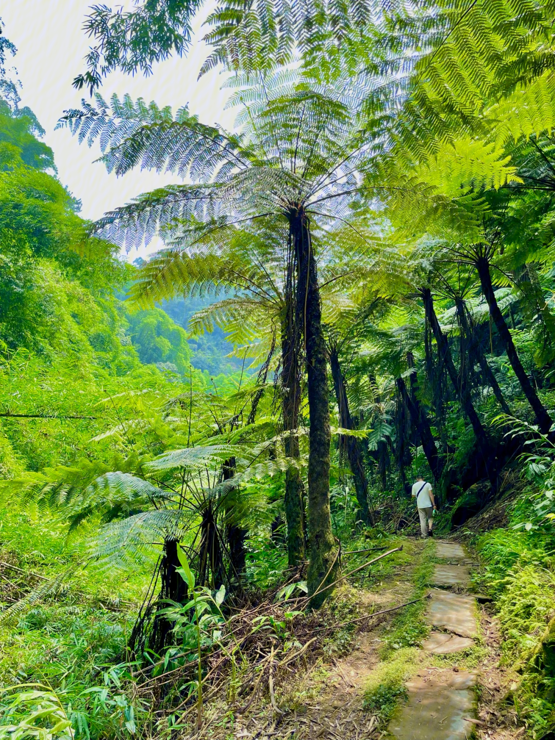 桫椤大峡谷植物界的活化石