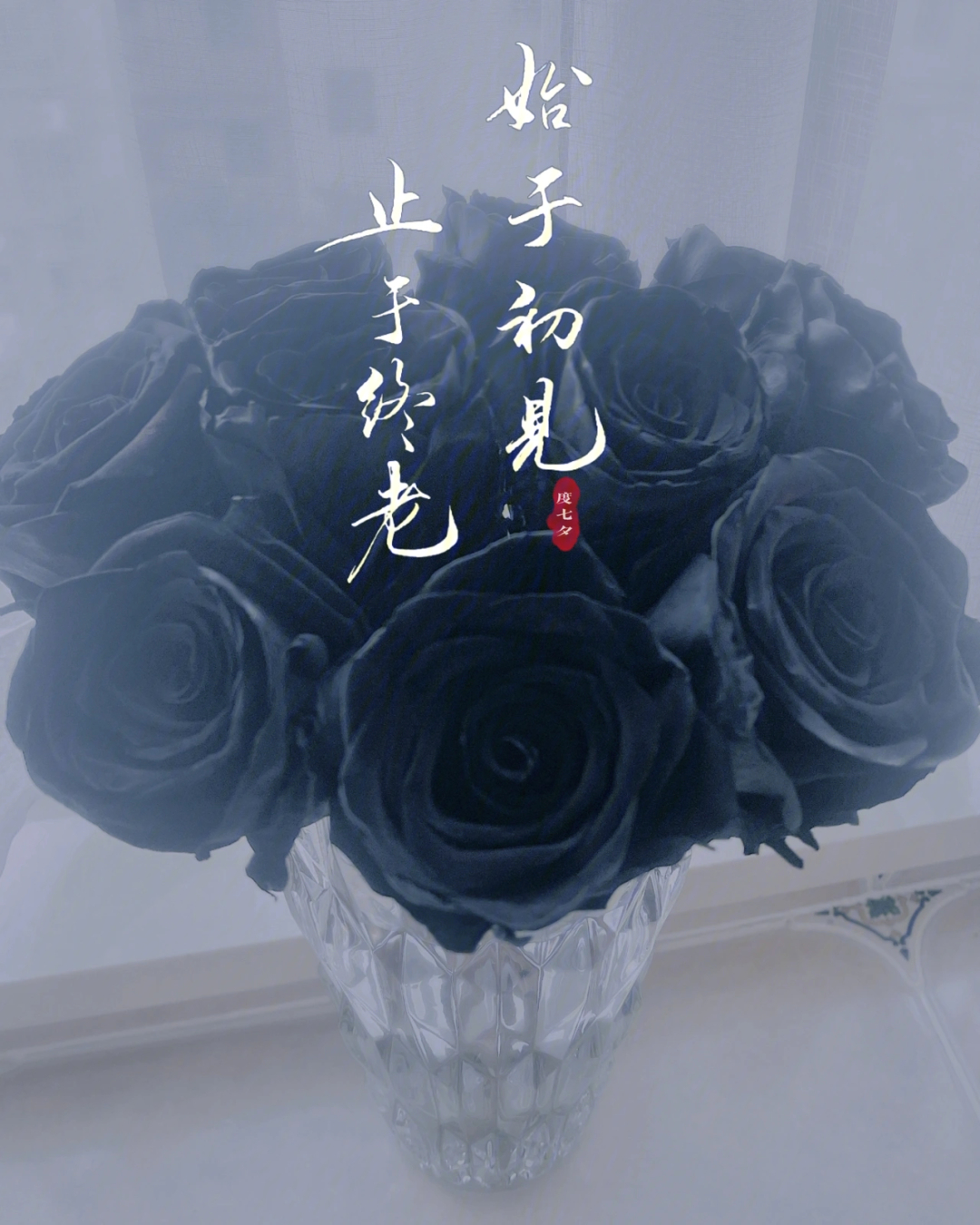 黑蔷薇的花语图片