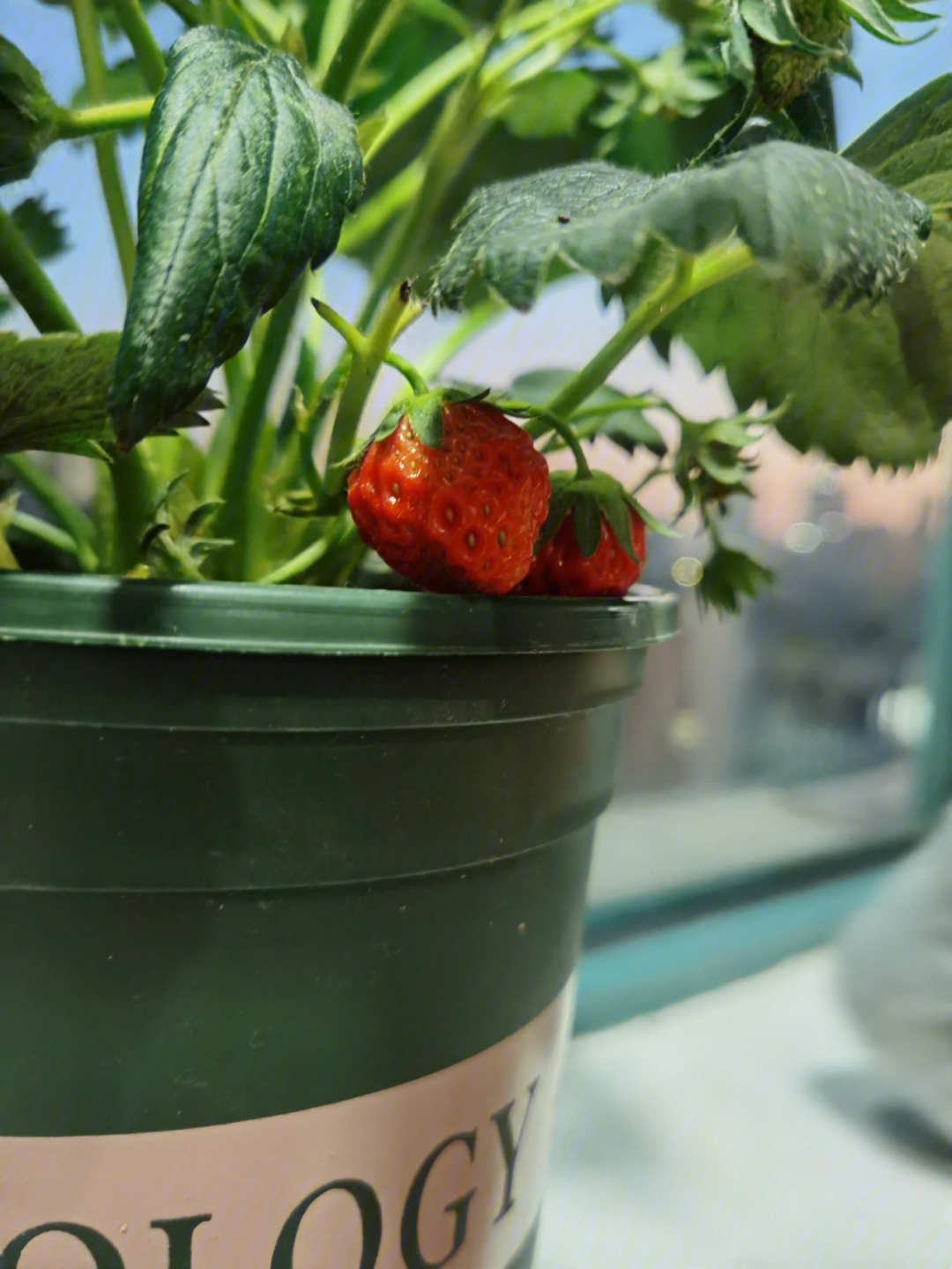 作为一个果农的快乐收获草莓