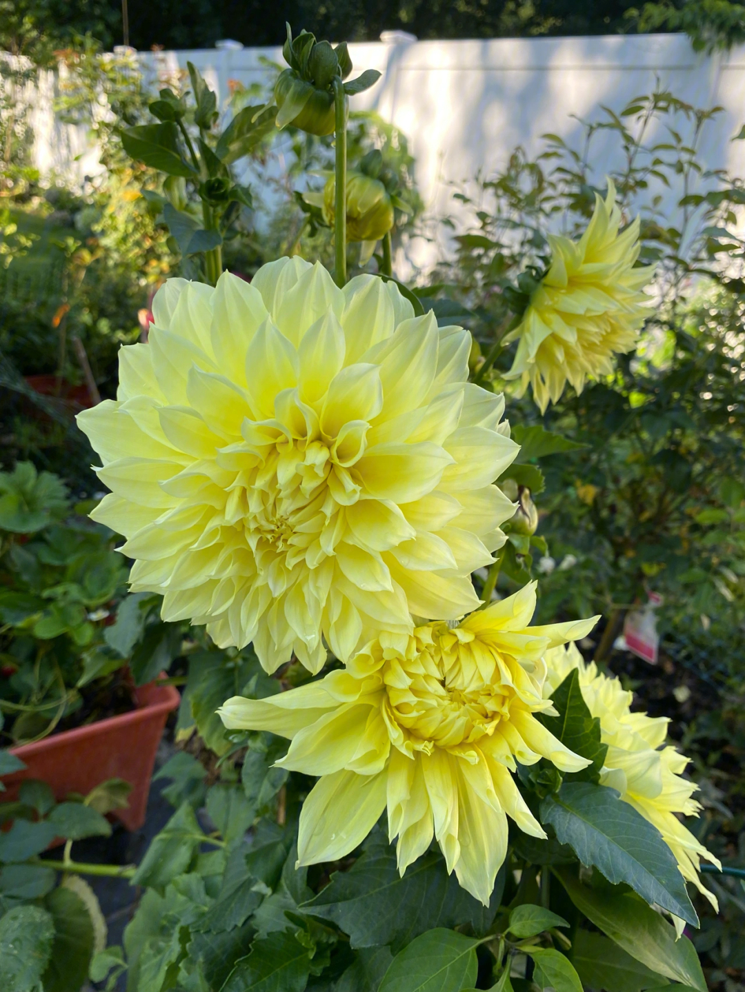 dahlia大丽花大丽菊