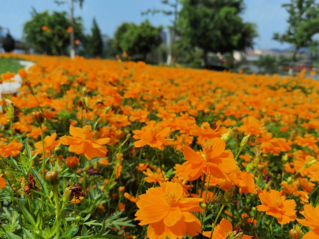 温州小花海