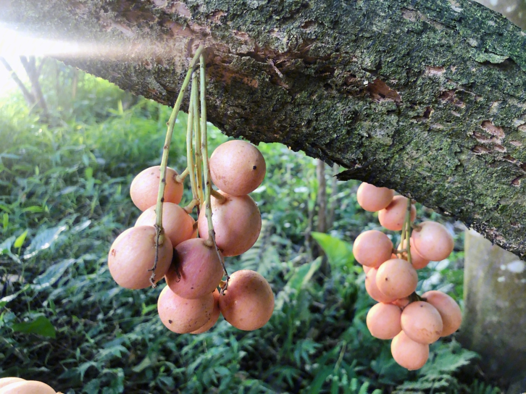 家乡的水果木赖果和菠萝蜜你们那边有吗