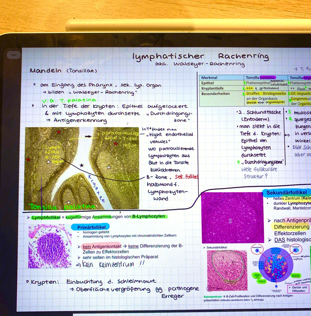 这几天在学histology,今天刚考完试过啦,下一个考试就是周六的biochem