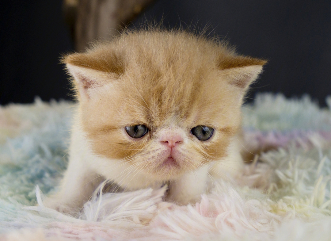 刚出生加菲猫幼崽图片图片