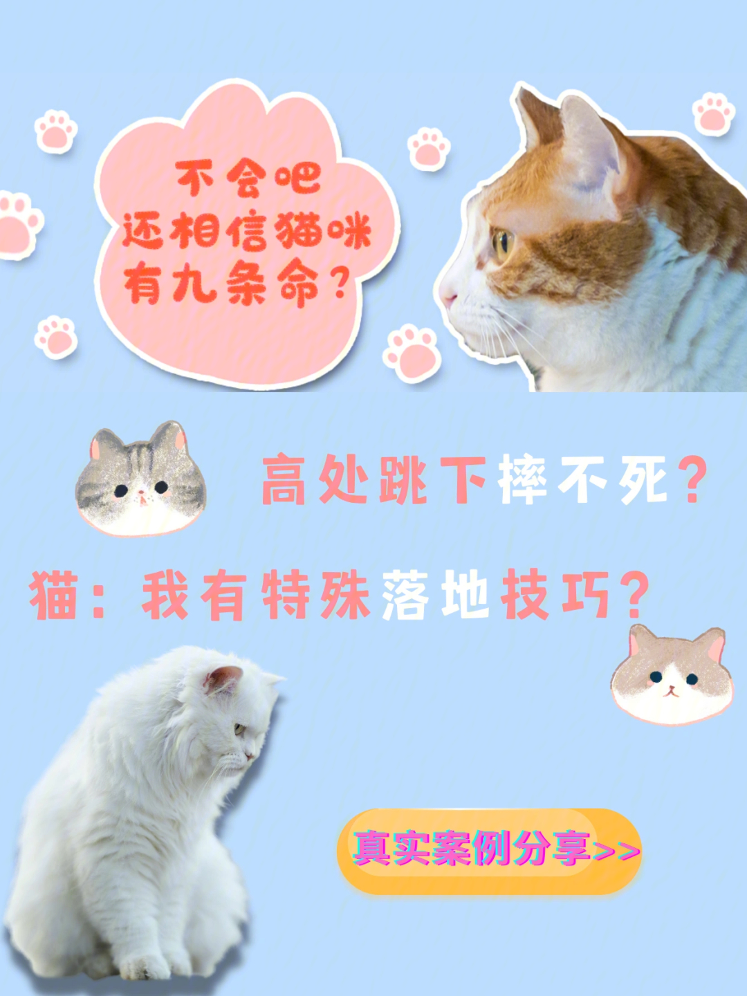 不会吧2021了还有人相信猫有九条命