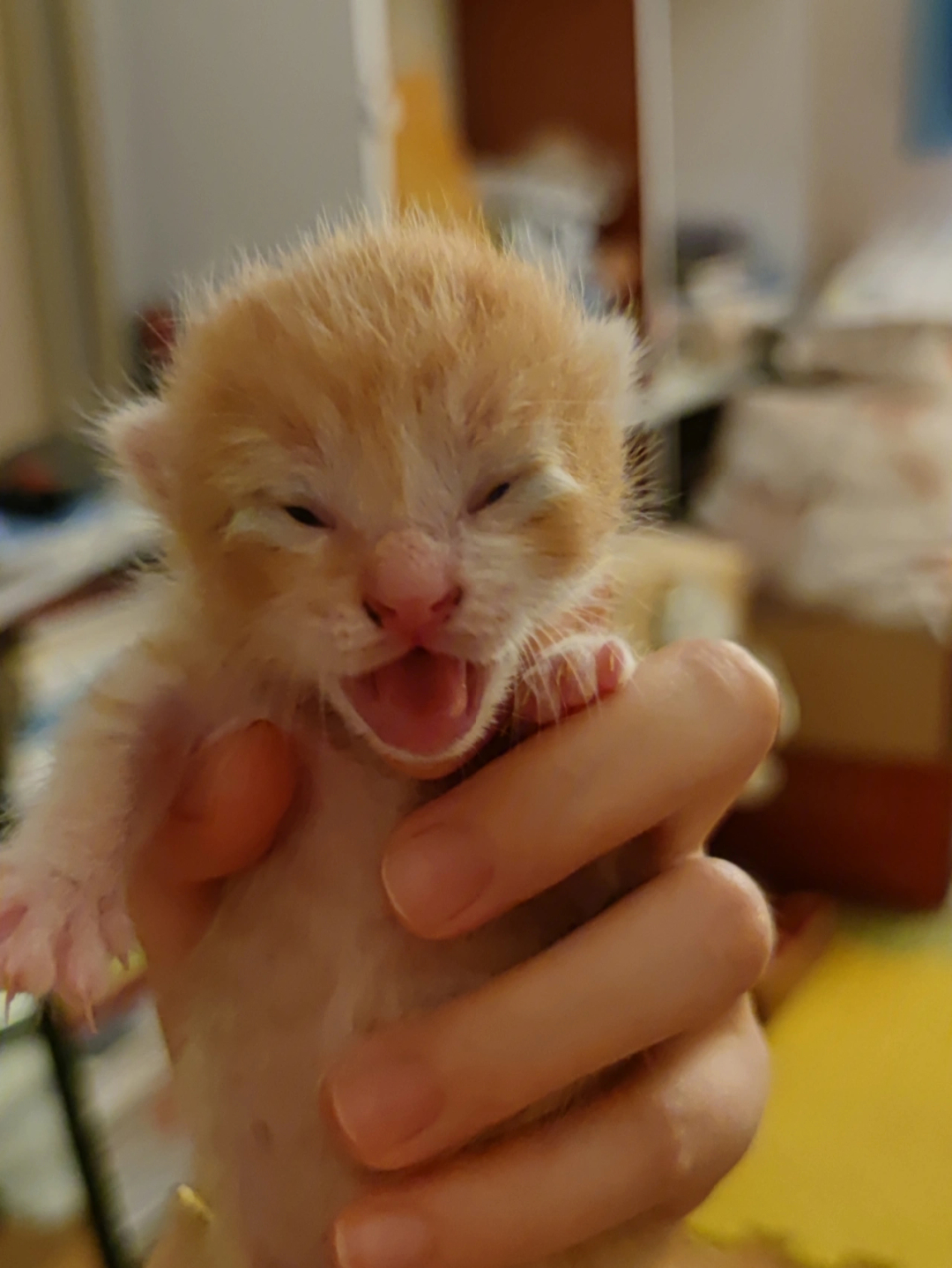 小奶猫出生第7天努力睁开眼睛