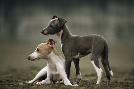 犬种介绍灵缇犬