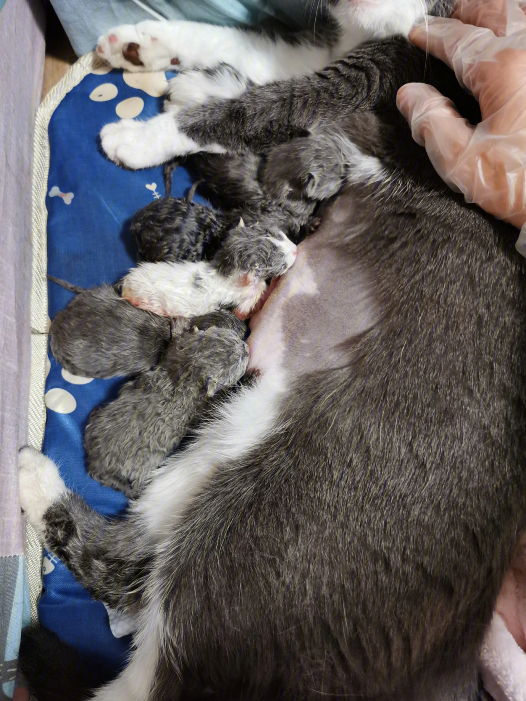 新手猫妈妈和她的六个孩子