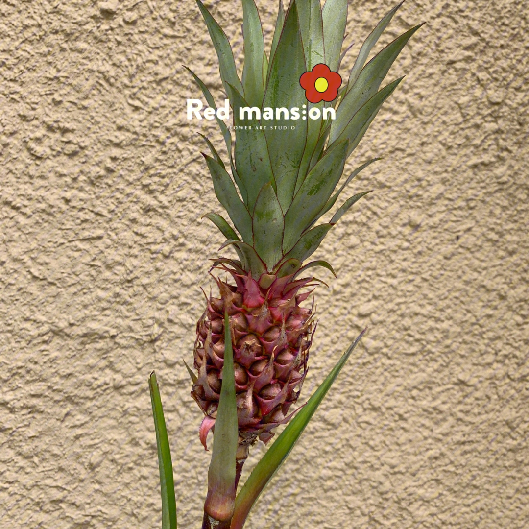 菠萝花盆栽种植方法图片