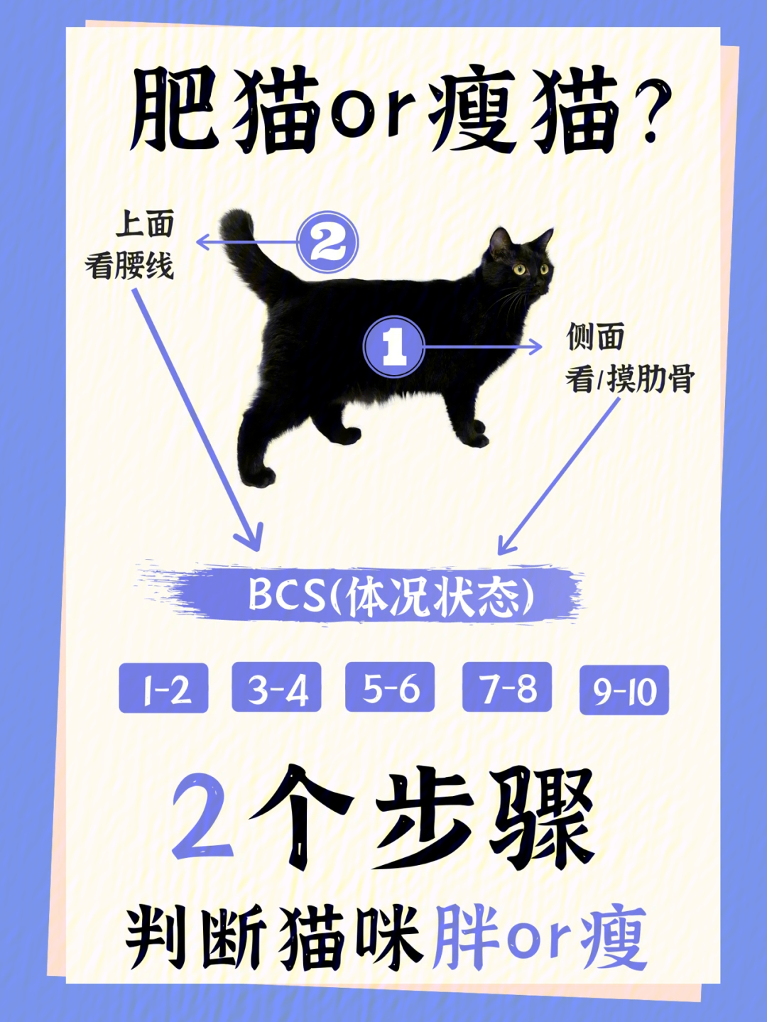 胖猫or瘦猫你家猫咪是哪种胖猫自查手册