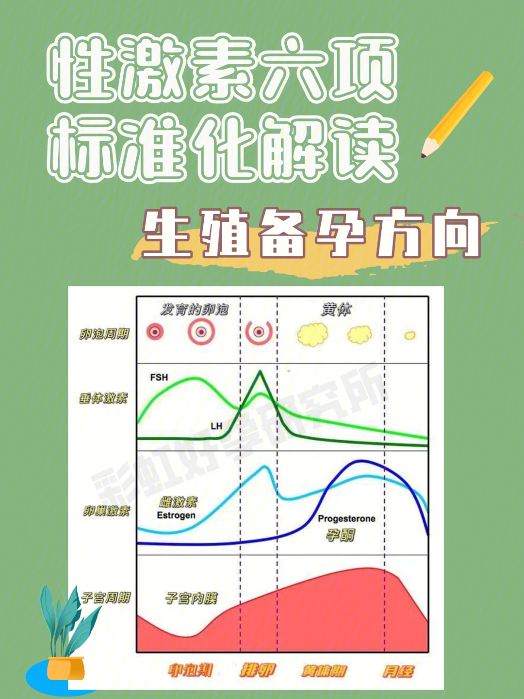 雄性激素和雌性激素图片