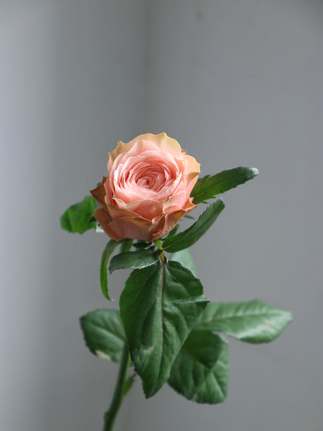 卡马拉玫瑰图片