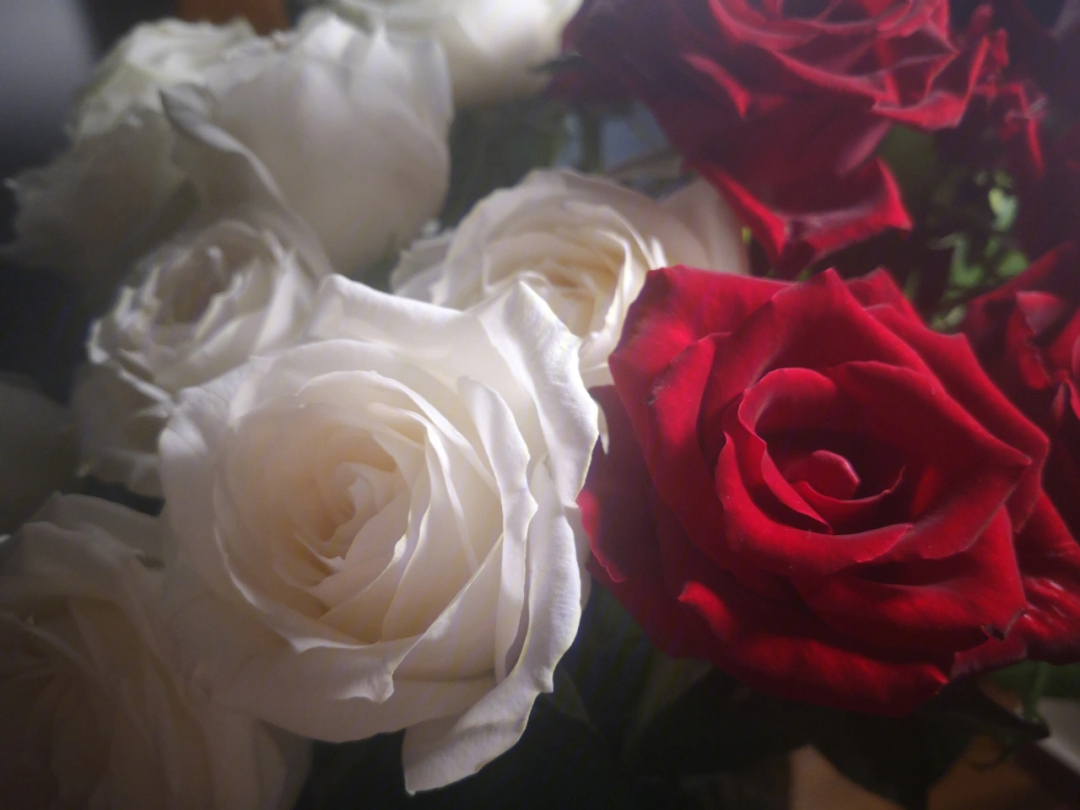 红白玫瑰