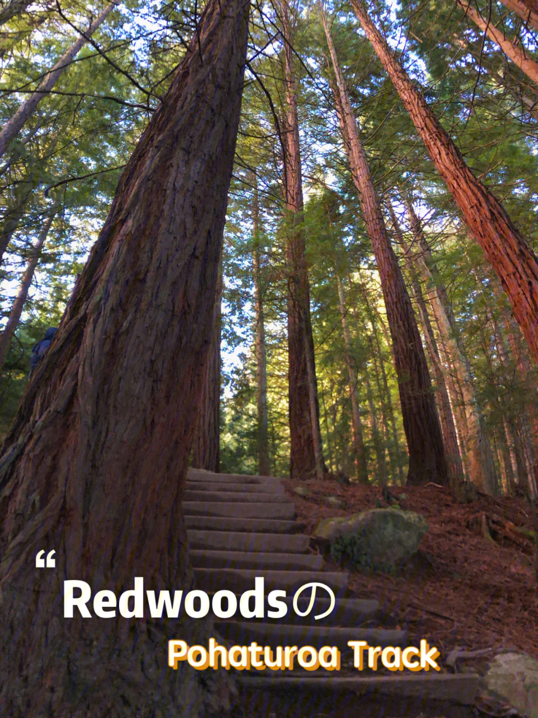 redwoodsrotorua带娃徒步去