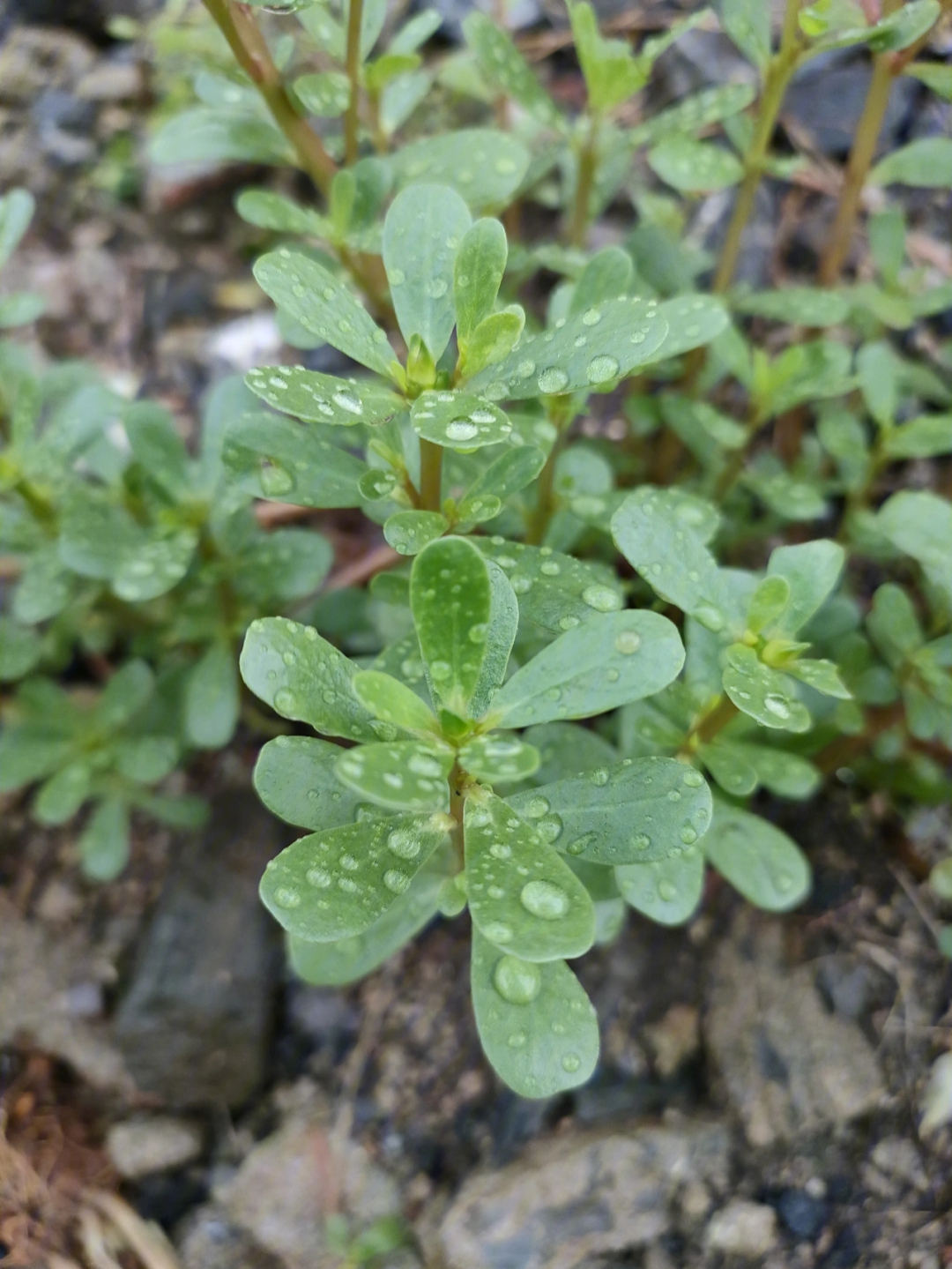 马耳朵青菜图片图片