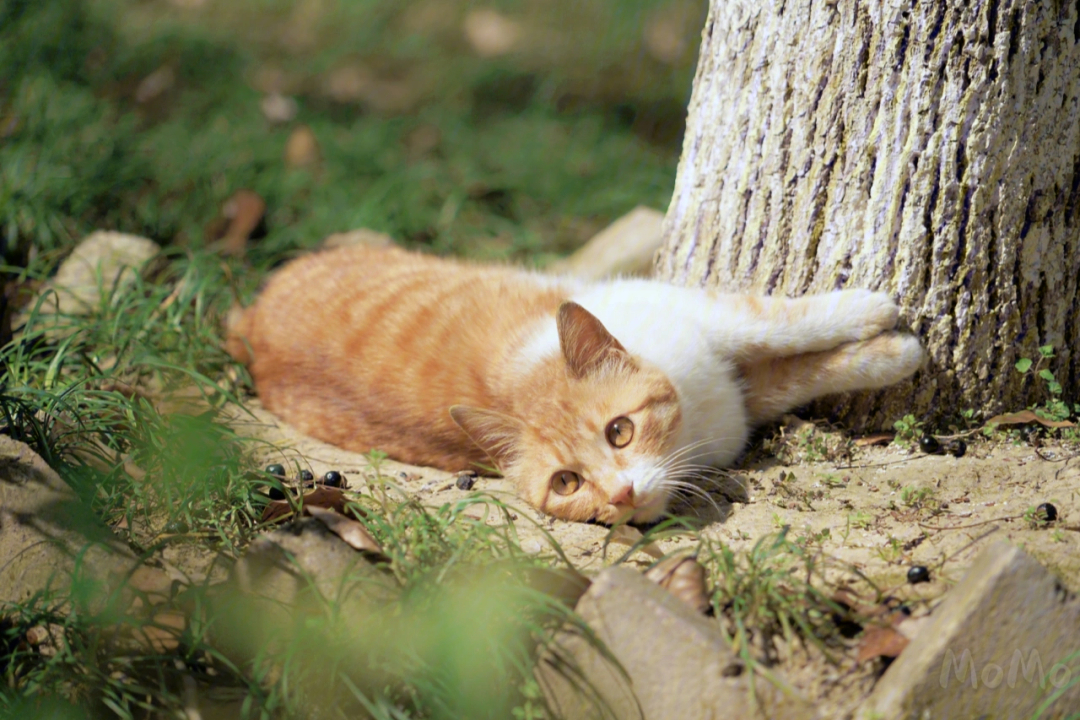 夏衍的猫图片