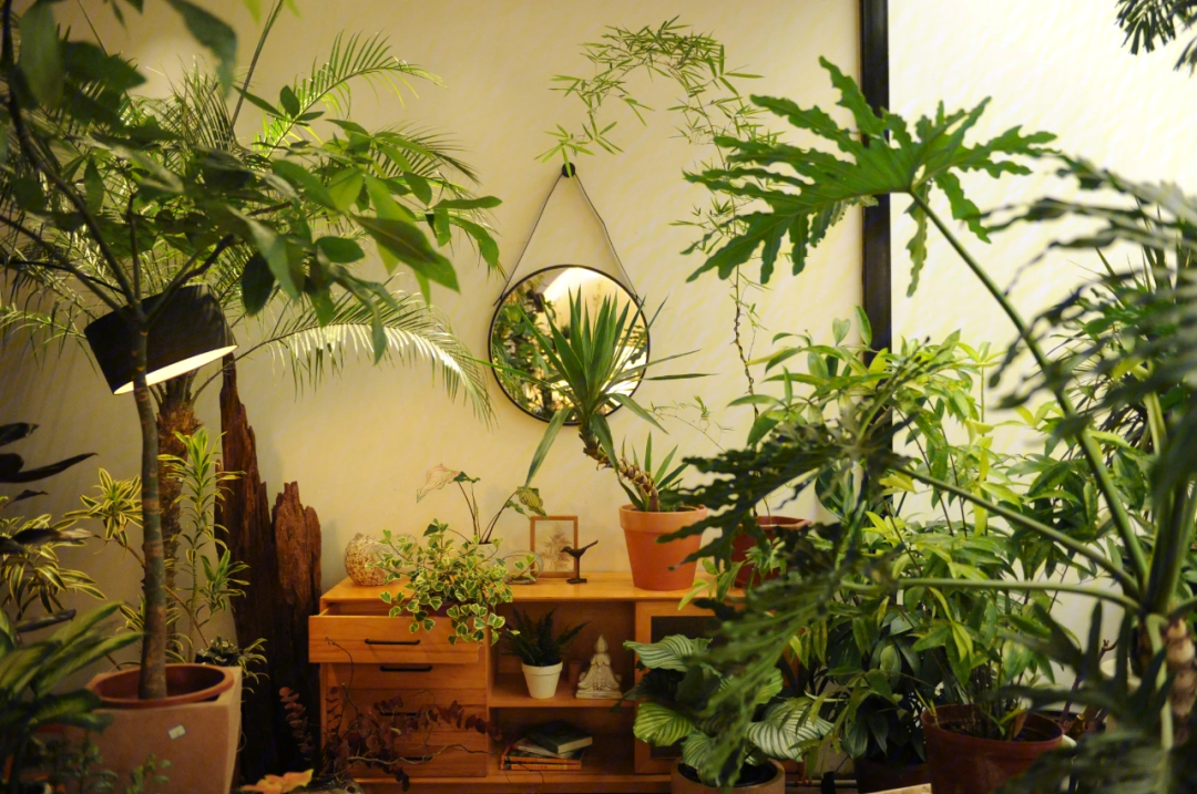 绿植店软装陈列重庆植物店