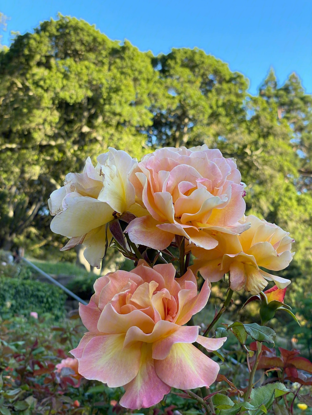 rose garden is a regional destination with its 1,500 rose bushes