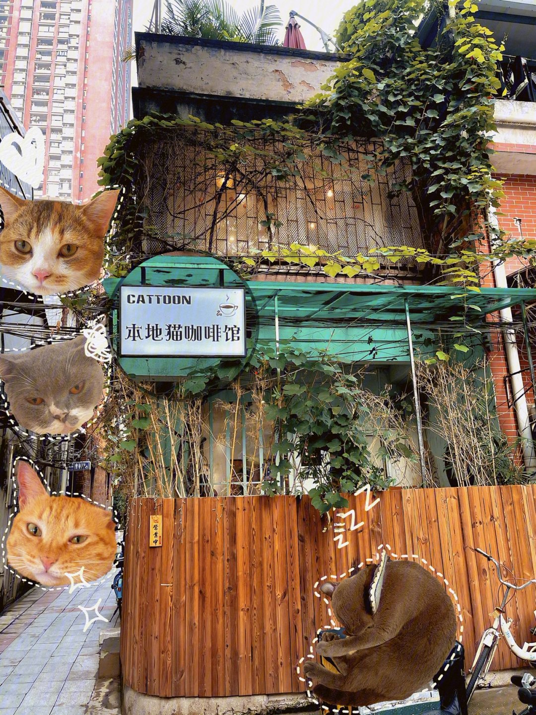 广州本地猫咖啡馆猫猫领养咖啡手作