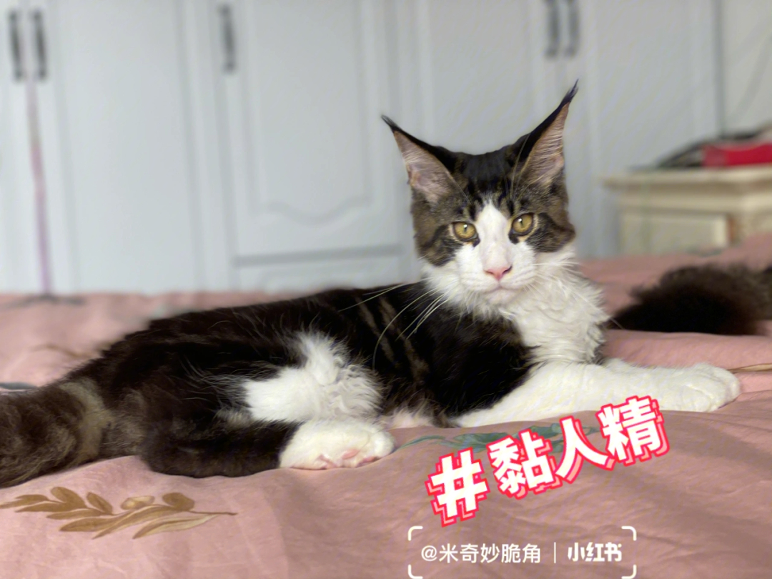 诺诺真是我见过最黏人的小猫咪