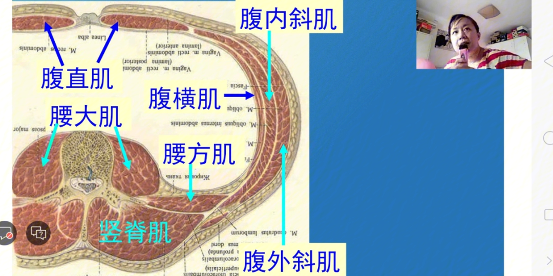 河北专接本护理解剖学