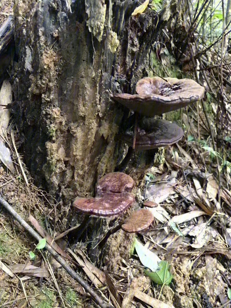 野生灵芝采摘季