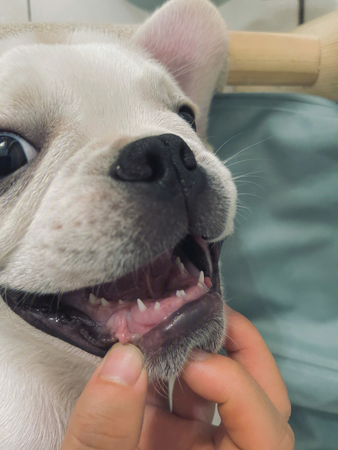 狗狗的新牙齿会变大啊