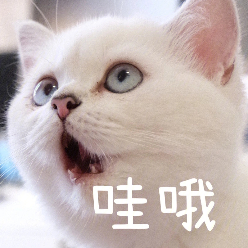 2d猫猫表情包图片