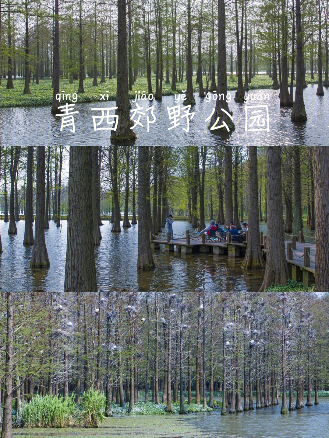 上海青西郊野公园看最美水上森林