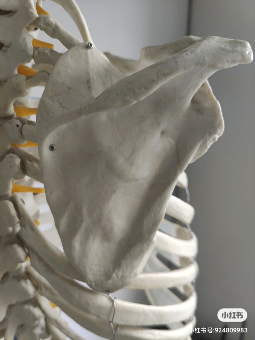 肩胛骨的中立位翼状肩胛需要了解的知识