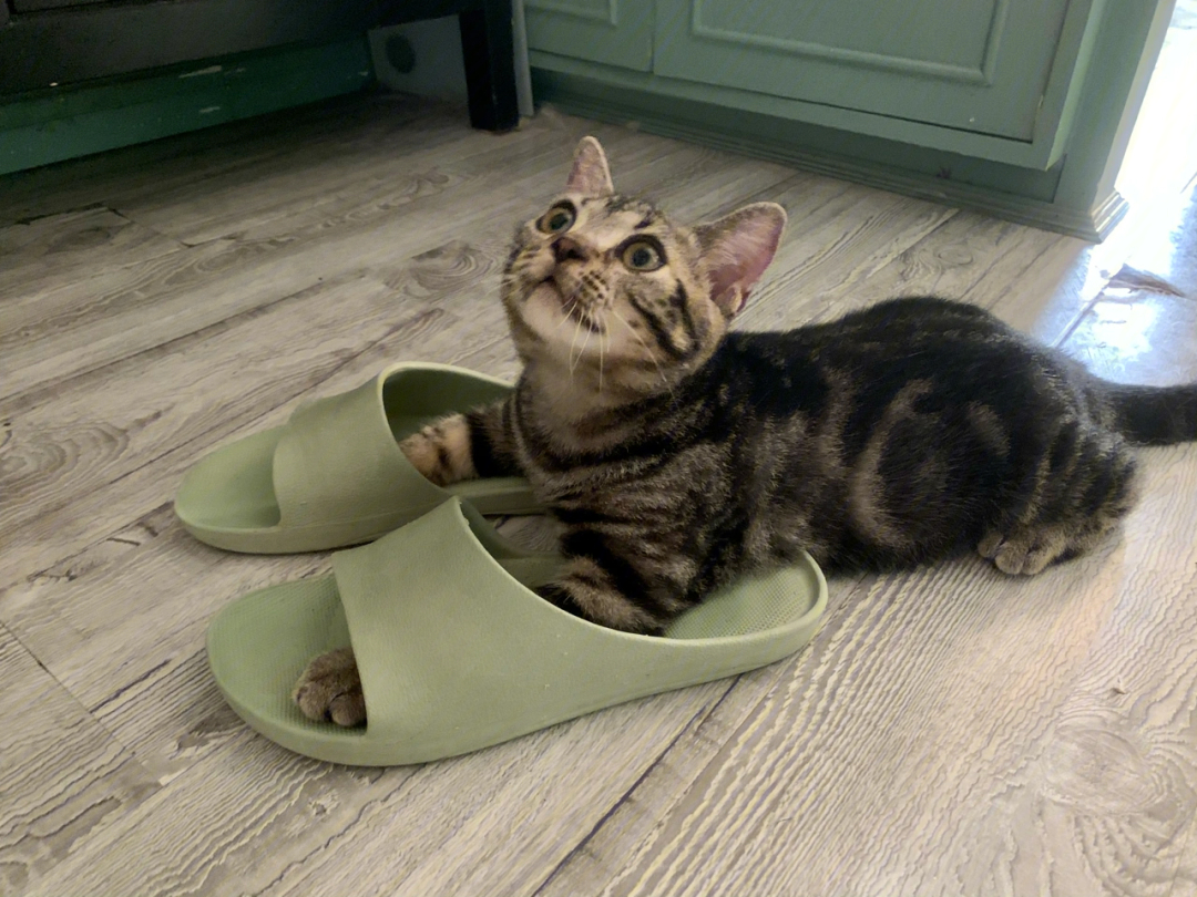 宠猫穿拖鞋的猫