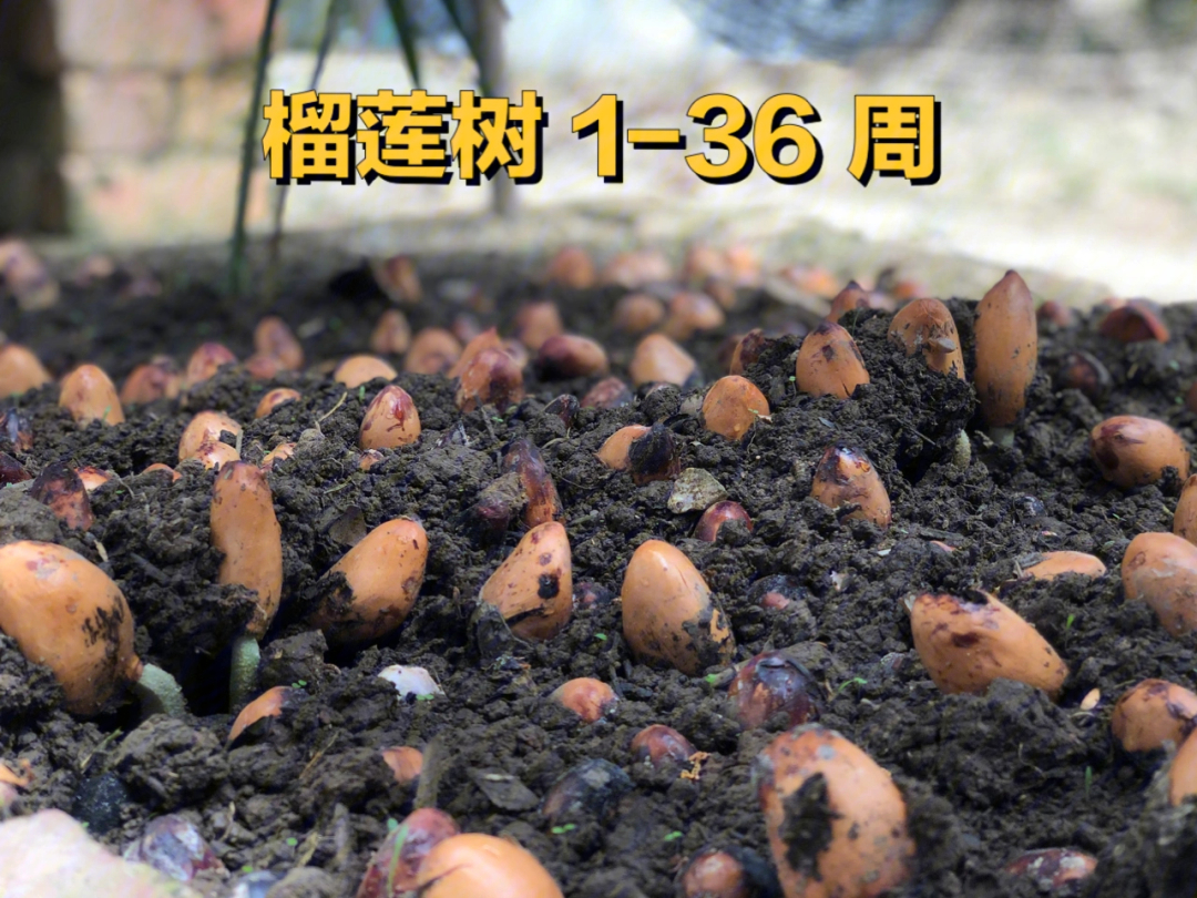 榴莲树生长温度图片