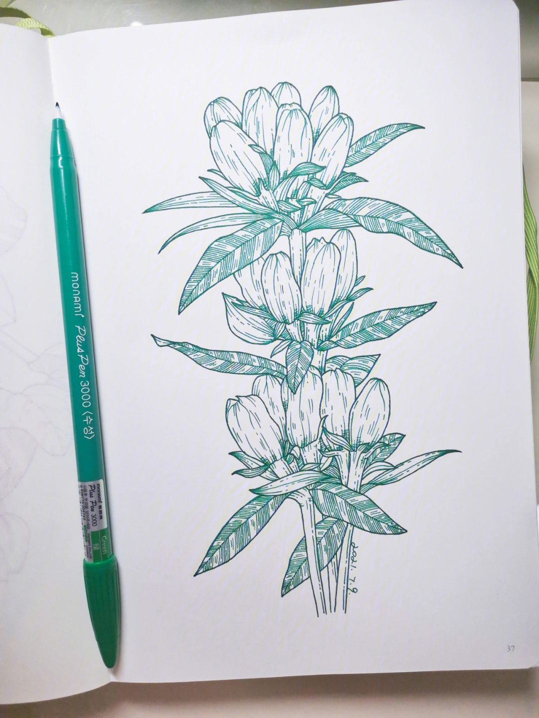 龙船花素描图片