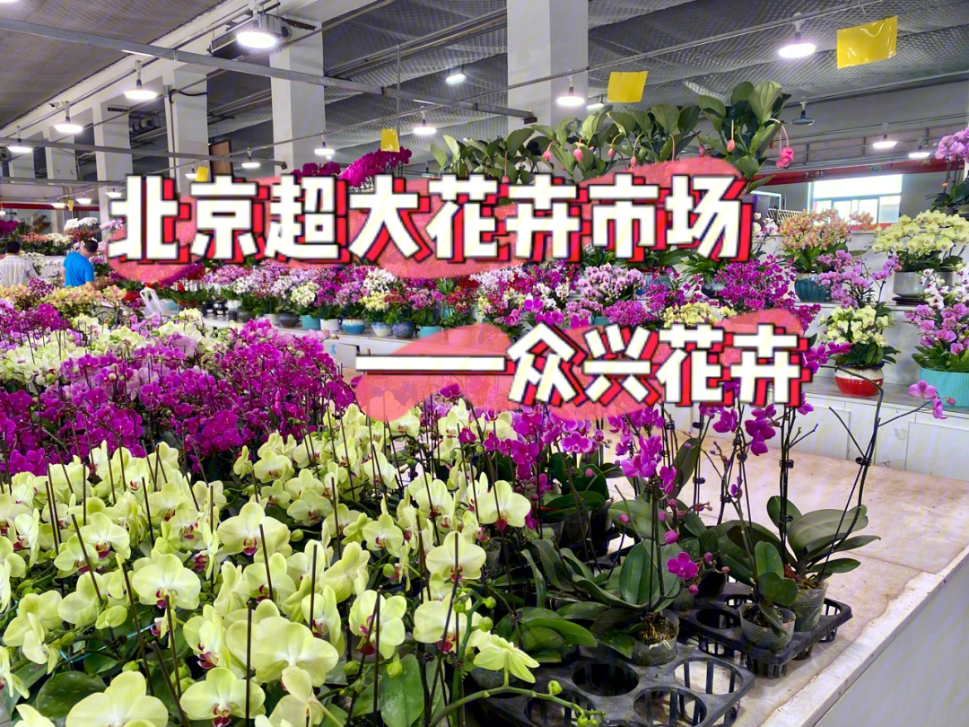 超大花卉市场北京丰台众兴园林花木中心