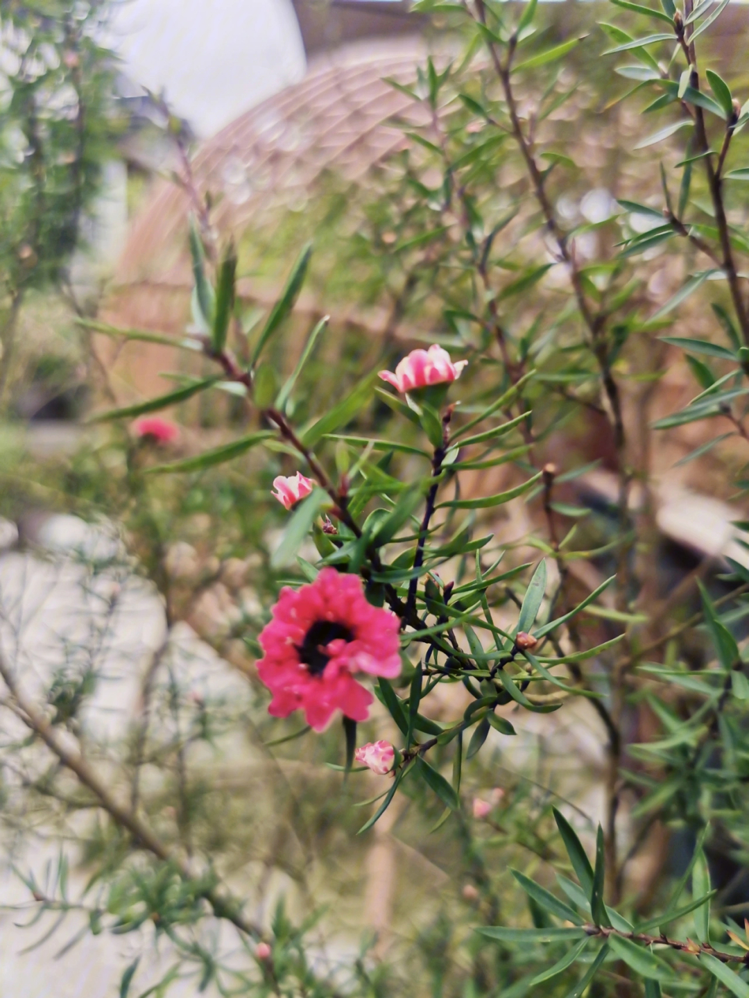 松红梅开花香吗图片