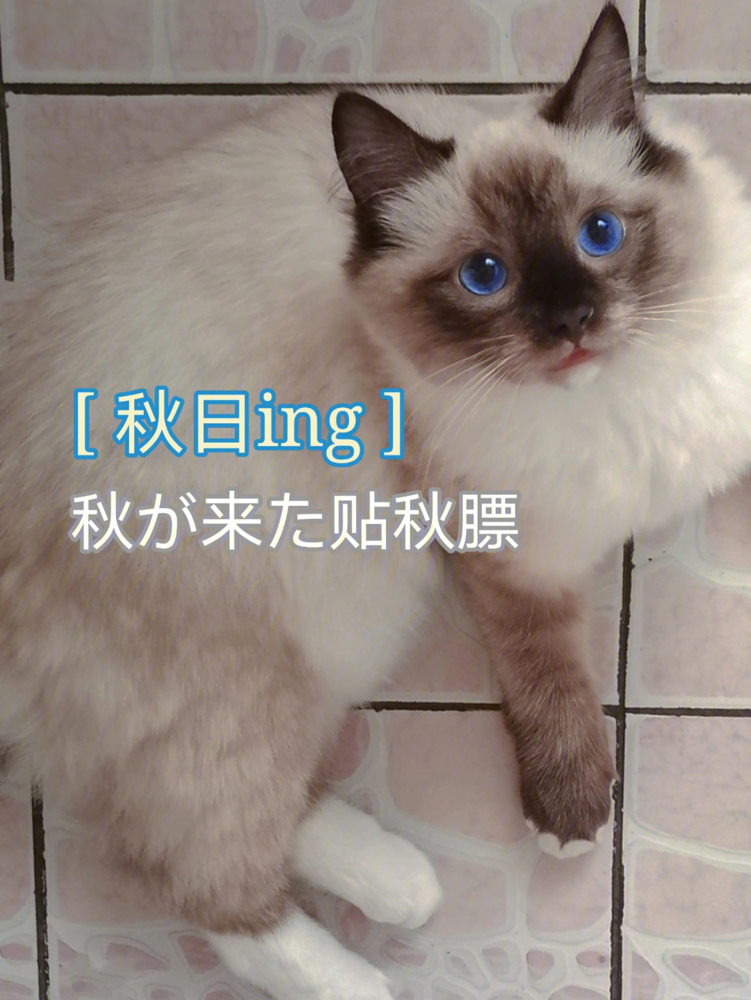 重点色手套布偶猫