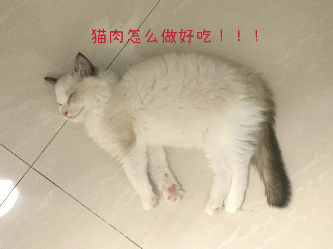 炮台猫肉图片