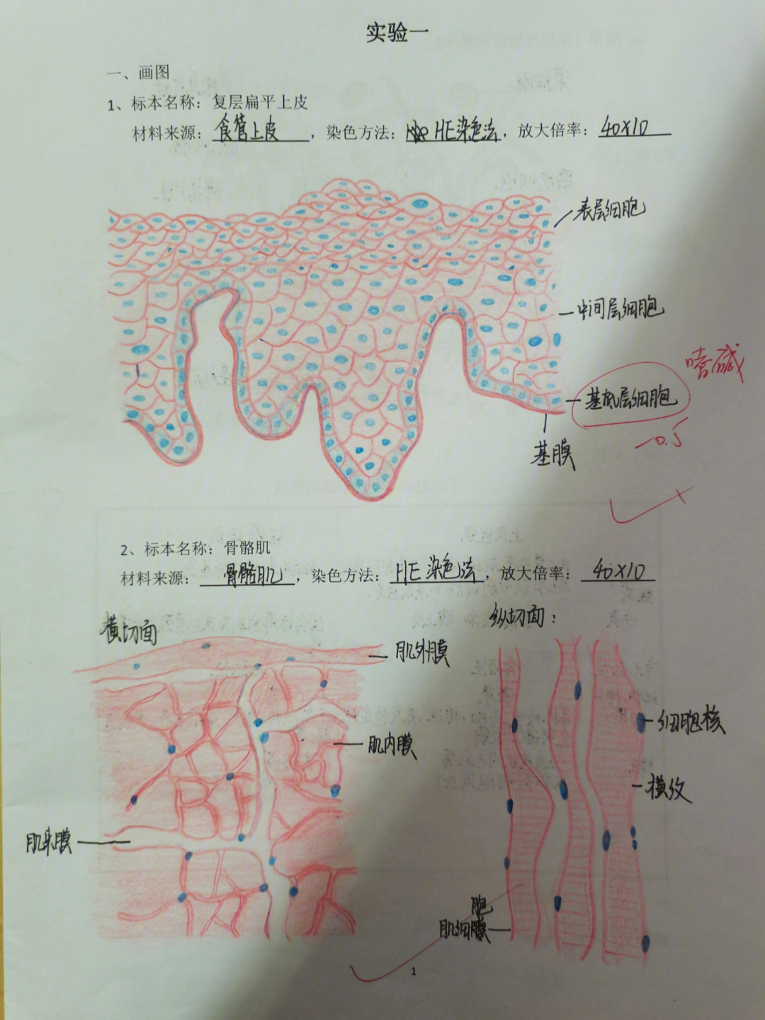 组胚红蓝铅笔手绘图