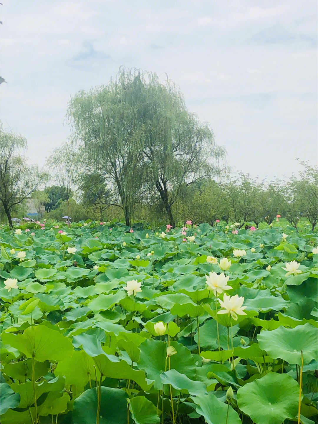 芙蓉仙子