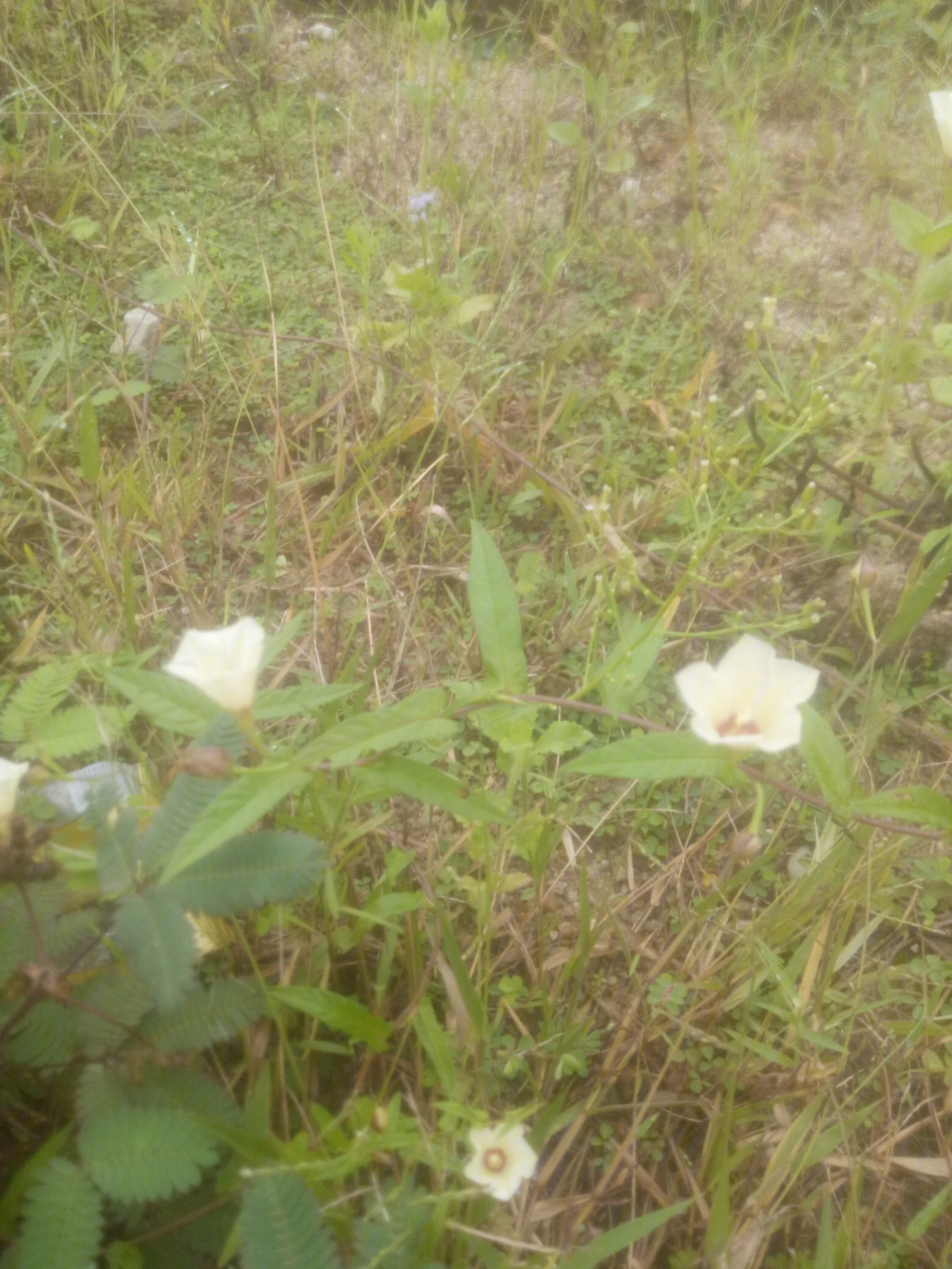 小小牵牛花简谱视唱图片