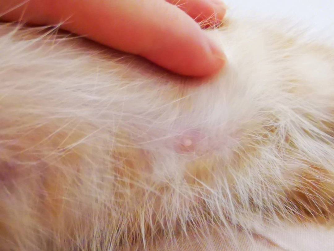 猫咪基底细胞瘤图片
