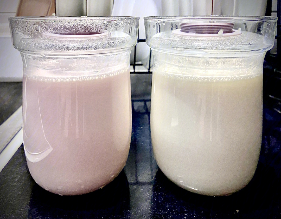 自制酸奶过程图片真实图片