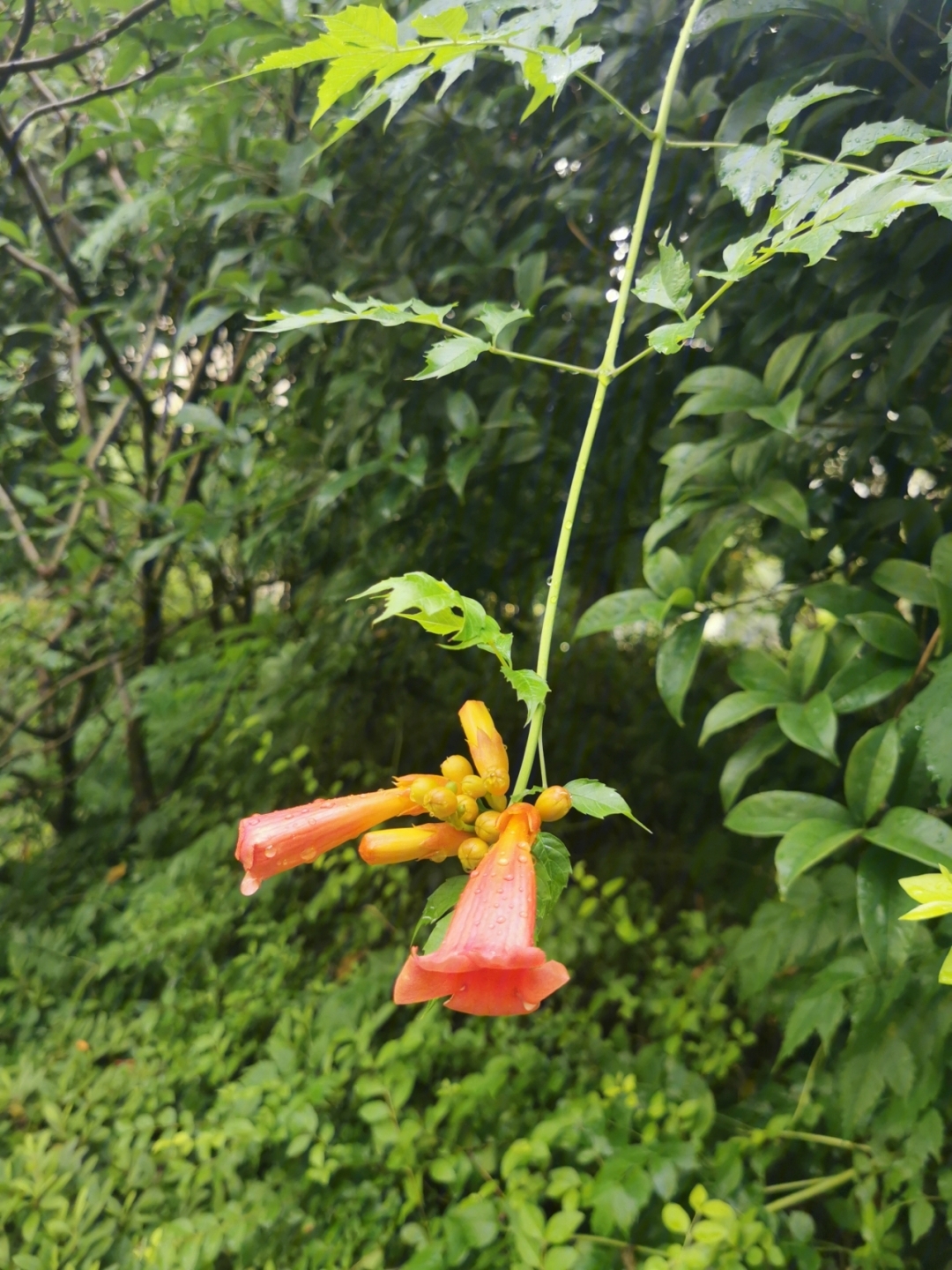 雨后凌霄花