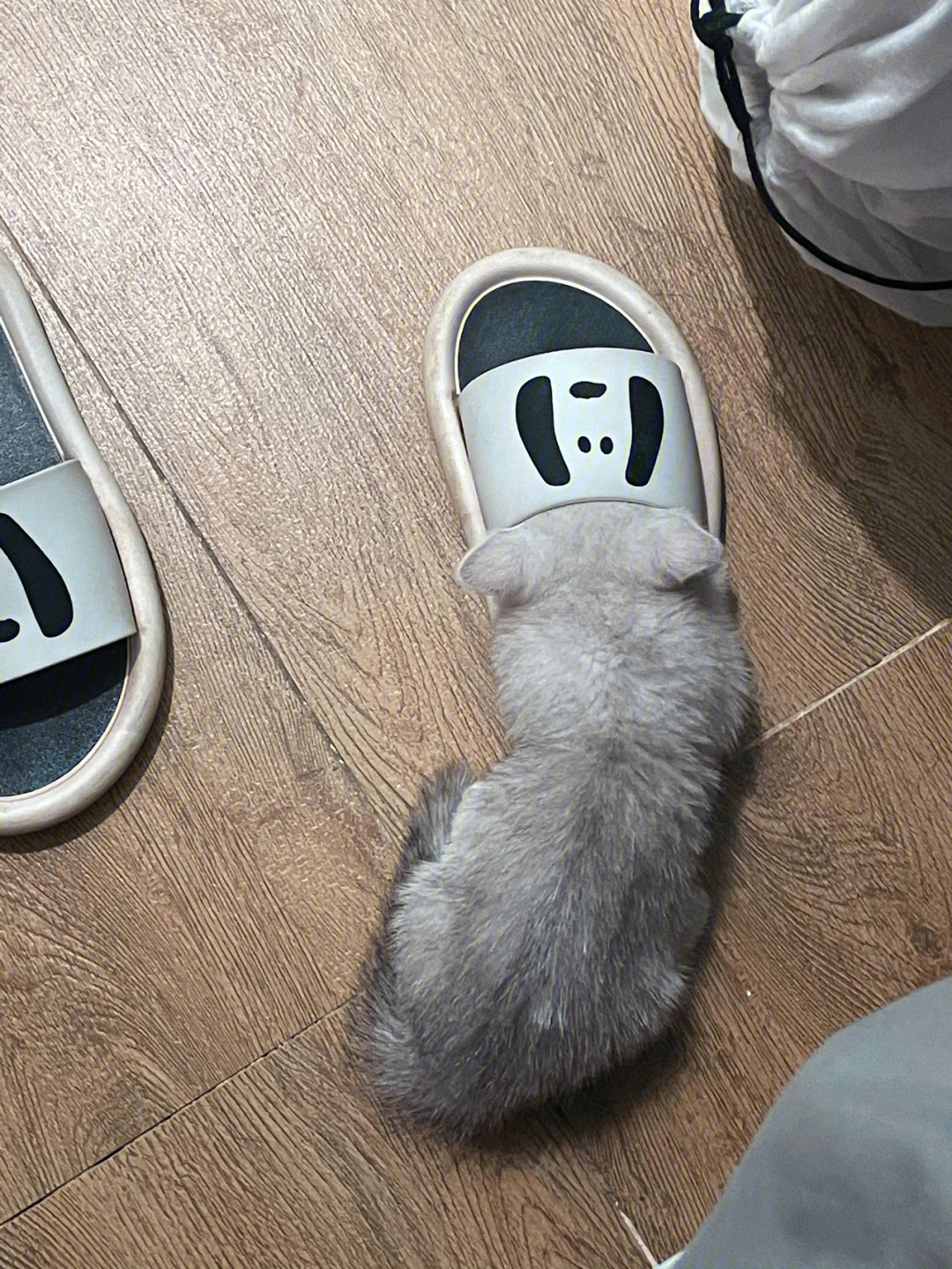 矮脚银渐层听说小猫咪都喜欢钻拖鞋