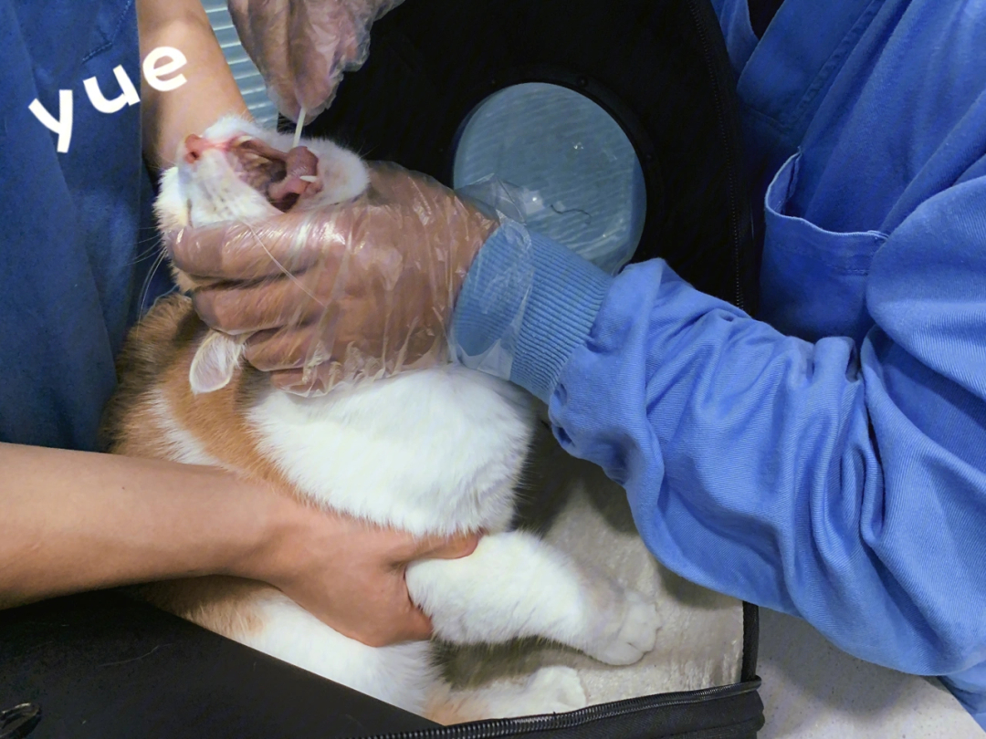 猫咪体验核酸检测