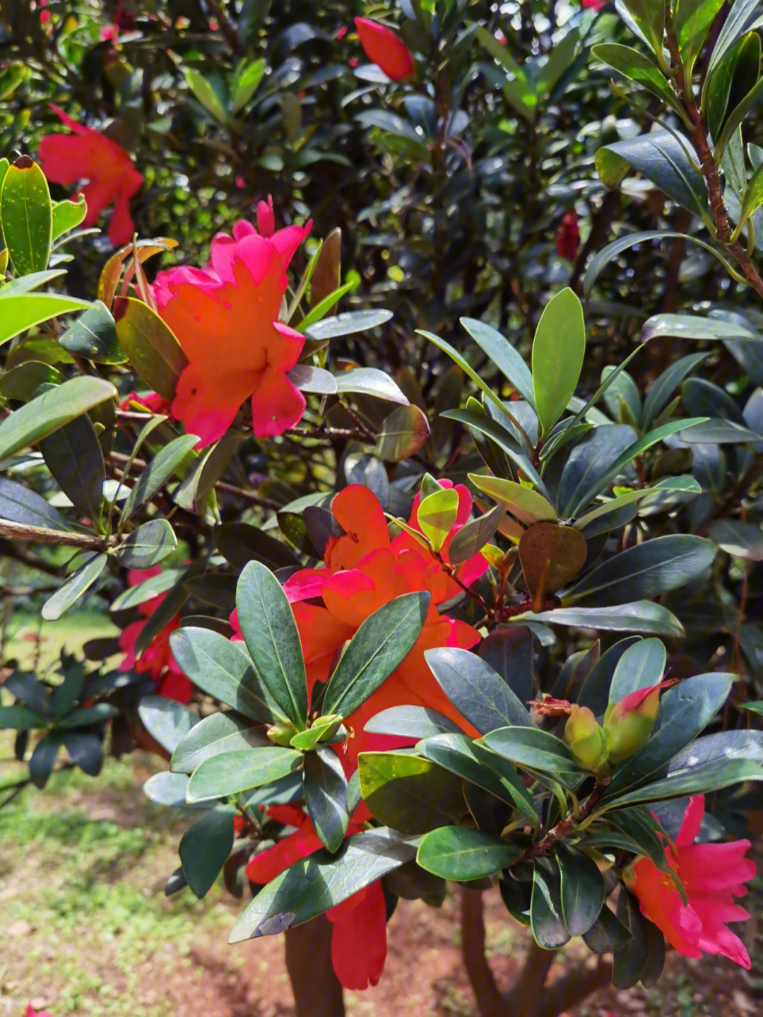 杜鹃红山茶的花期图片