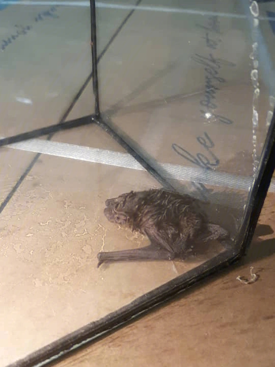 在厕所门前发现小可怜蝙蝠