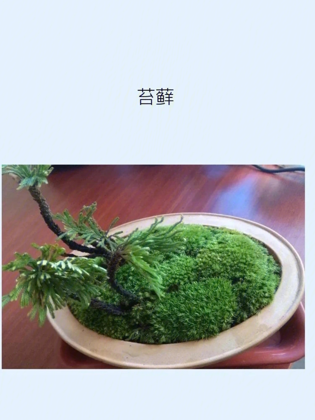 苔藓怎么养图片