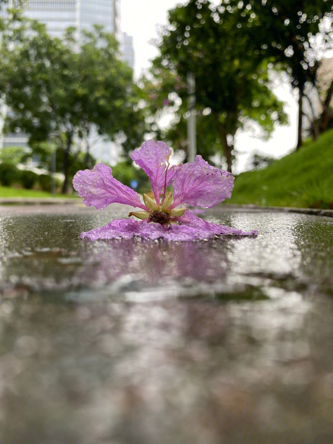 风雨吹落花的图片图片