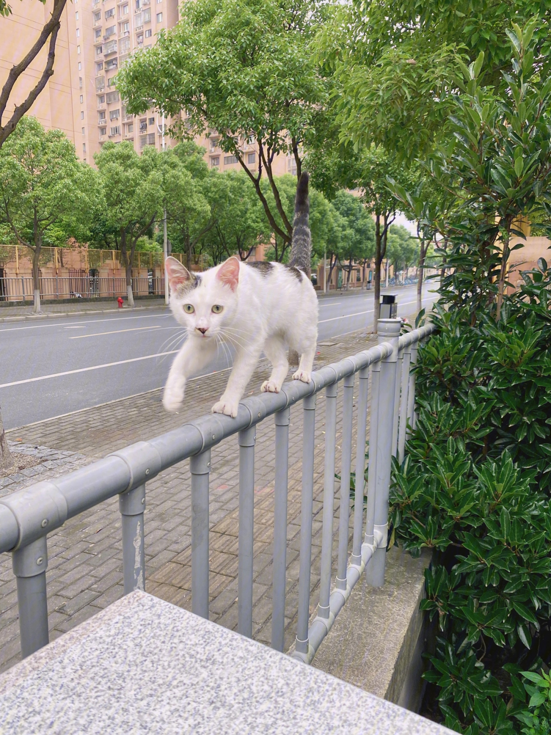 他们猫跑步图片